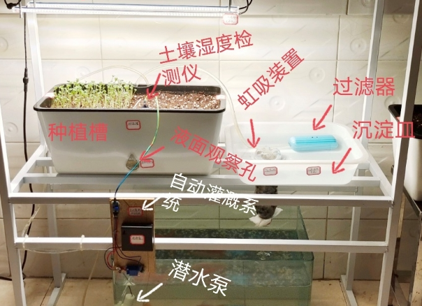 把农场搬进阳台?三星STEM GIRLS聚焦社会议题打造“鱼菜共生”