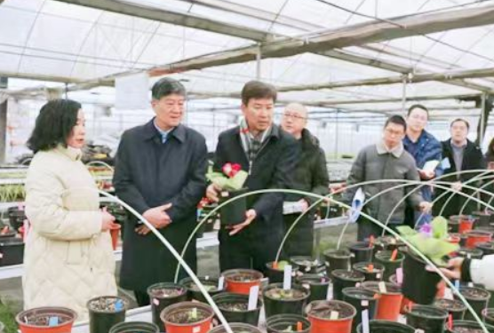 中国花卉协会领导赴四川调研大岩桐创新育种情况
